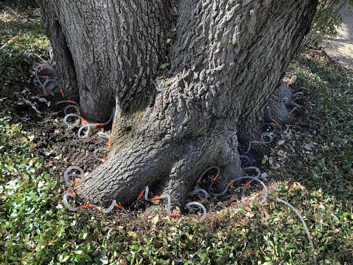 Detailed Tree Cabling and Bracing job site in Shapleigh